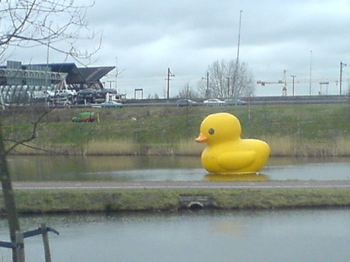 DUCK