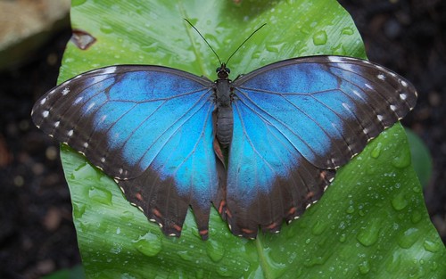 Blue green