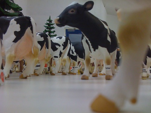 Cows