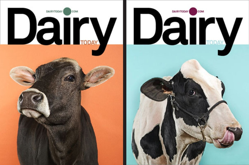Dairy dj stout
