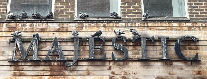 Majesticpigeons