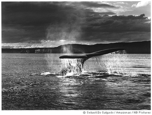 Salgado_giants_2