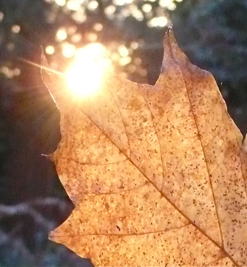 Sunorange